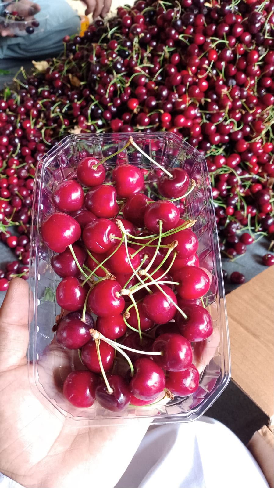 Fresh Cherries