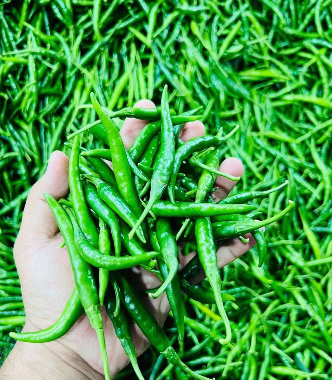 Fresh Green Chilli