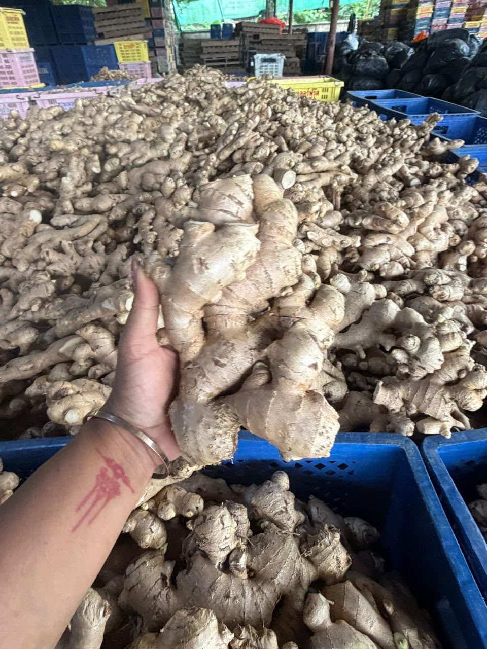 Thai Ginger Sourcing