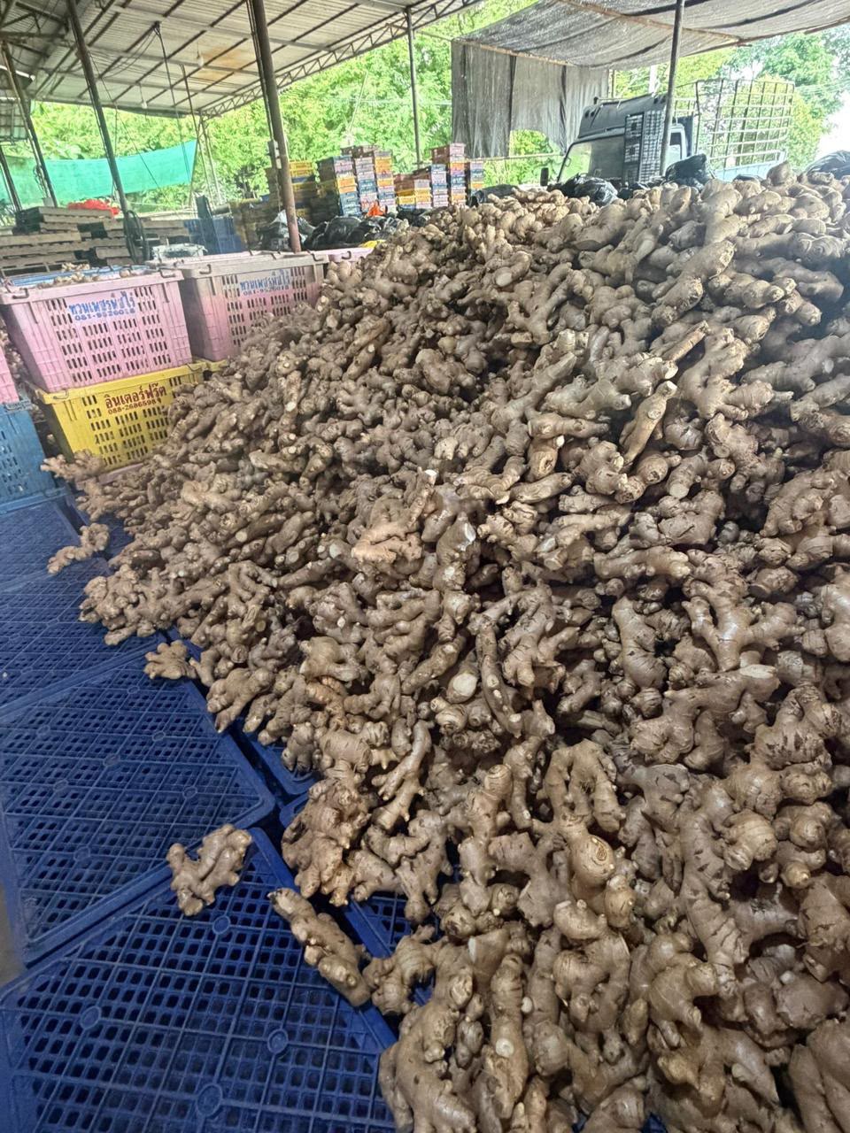 Thai Ginger Sourcing