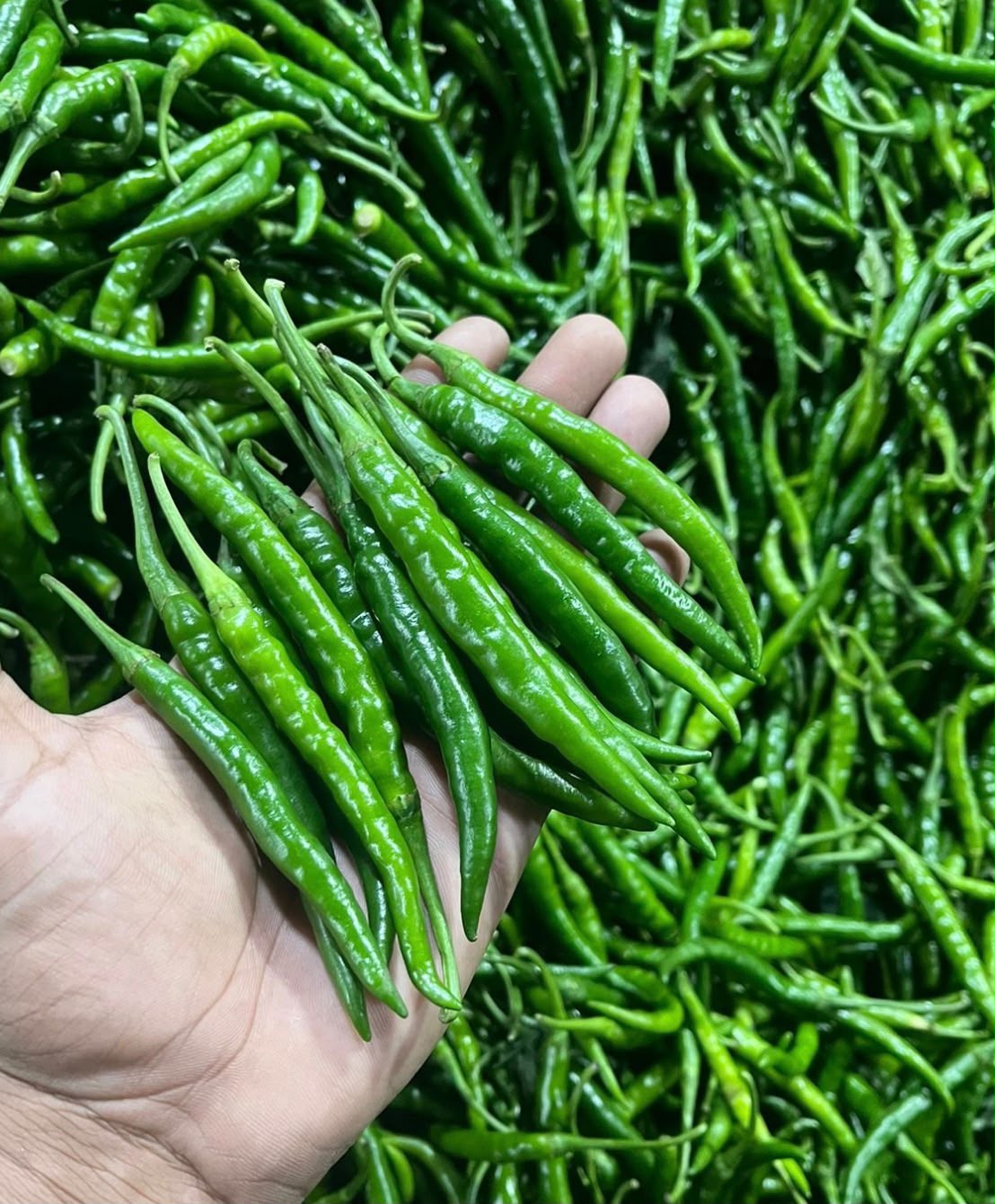 Fresh Green Chilli