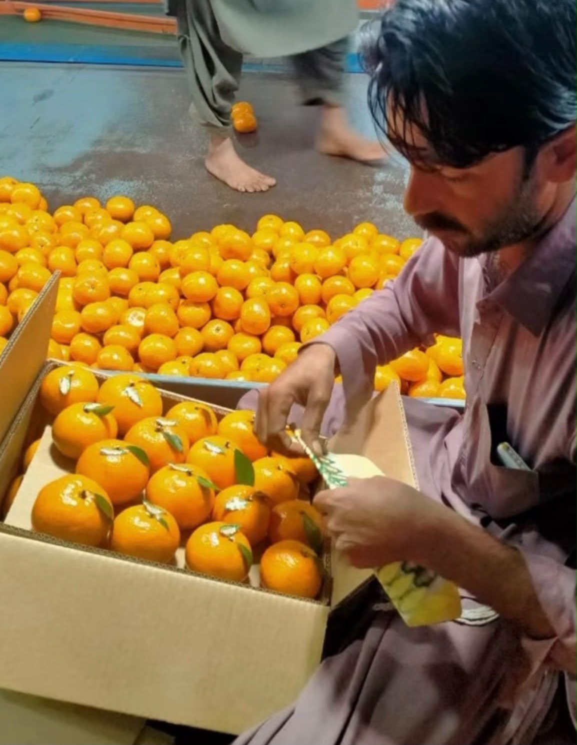 Kinnow Mandarins