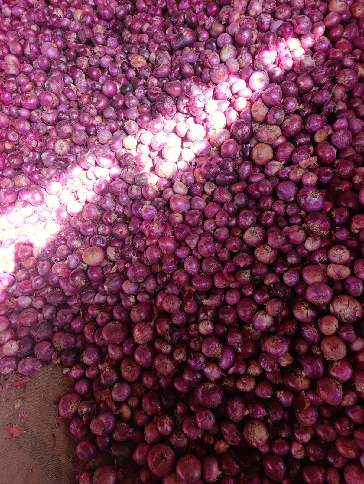 Fresh Red Onions