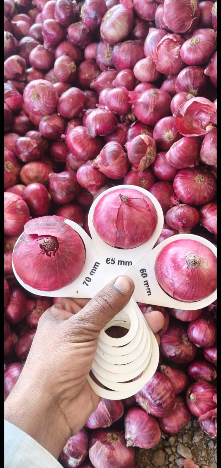 Red Onion
